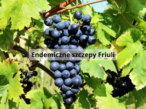 Endemiczne szczepy Friuli (800 x 600 px)
